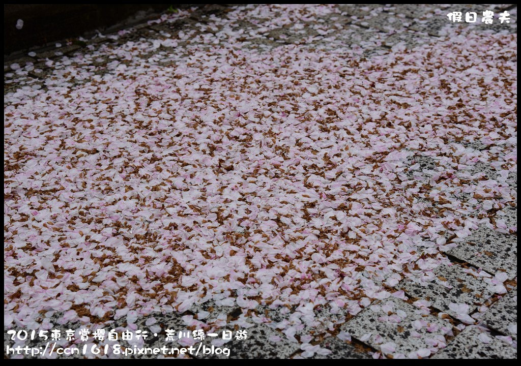 【日本旅遊】東京賞櫻自由行‧荒川線一日遊/都電荒川線一日券/季節對還能賞櫻 @假日農夫愛趴趴照