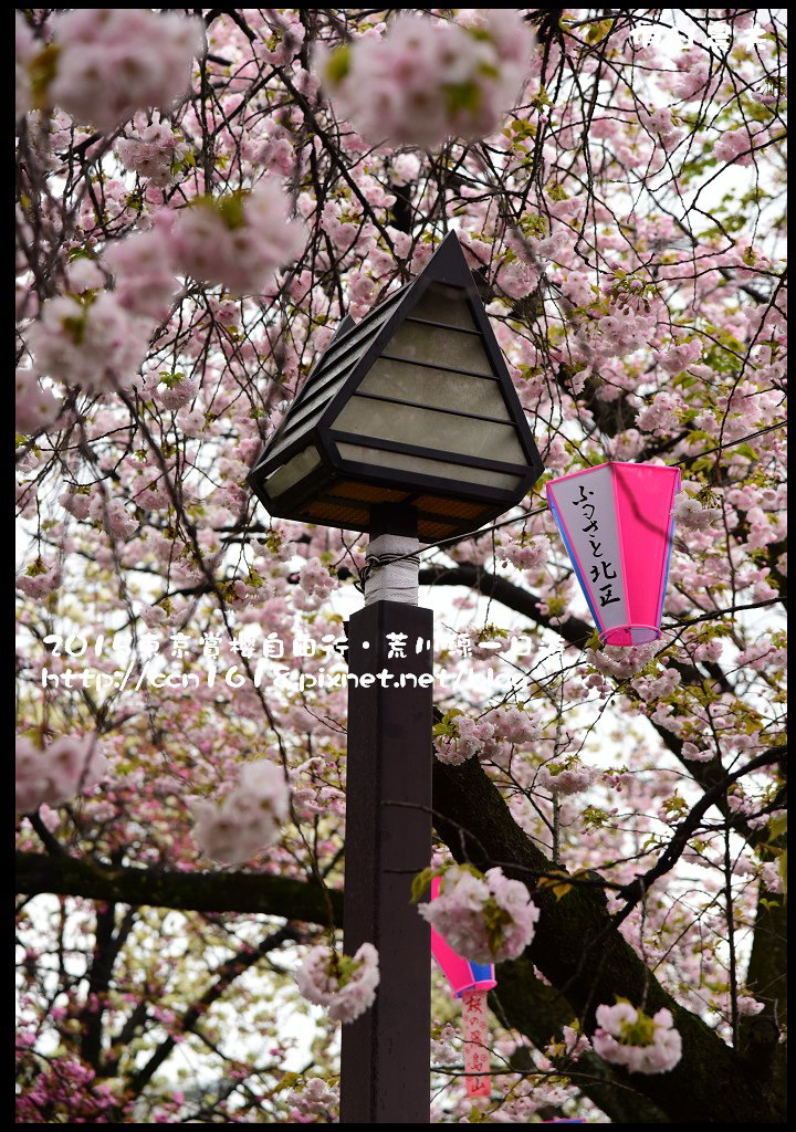 【日本旅遊】東京賞櫻自由行‧荒川線一日遊/都電荒川線一日券/季節對還能賞櫻 @假日農夫愛趴趴照