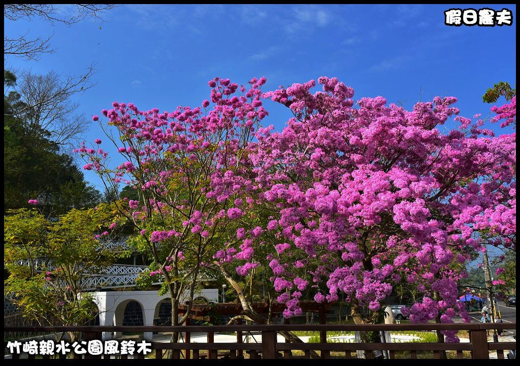 嘉義景點|竹崎親水公園風鈴木．如繡球花般的粉紅雲盛開時比櫻花更迷人/免門票 @假日農夫愛趴趴照