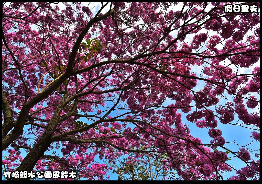 嘉義景點|竹崎親水公園風鈴木．如繡球花般的粉紅雲盛開時比櫻花更迷人/免門票 @假日農夫愛趴趴照