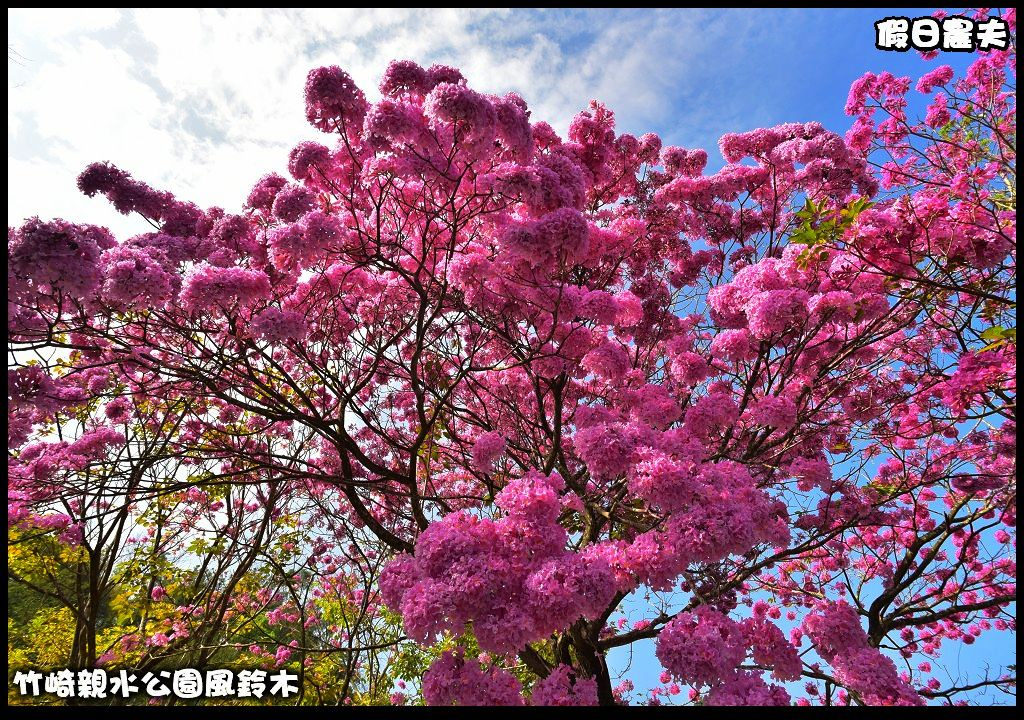 嘉義景點|竹崎親水公園風鈴木．如繡球花般的粉紅雲盛開時比櫻花更迷人/免門票 @假日農夫愛趴趴照