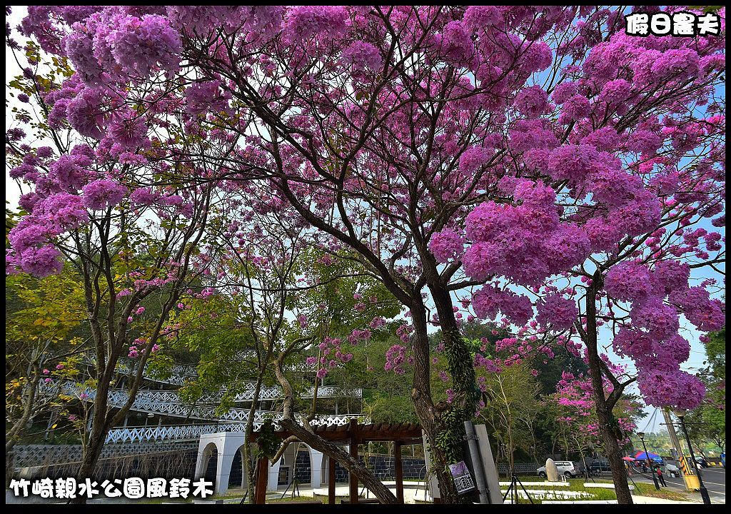 嘉義景點|竹崎親水公園風鈴木．如繡球花般的粉紅雲盛開時比櫻花更迷人/免門票 @假日農夫愛趴趴照