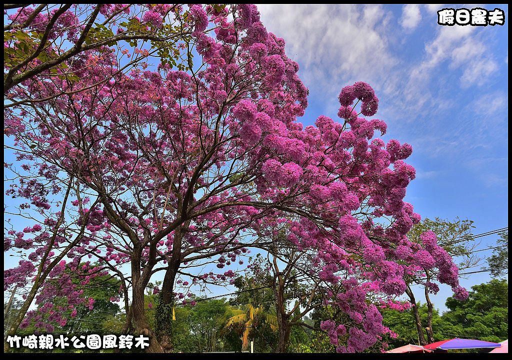 嘉義景點|竹崎親水公園風鈴木．如繡球花般的粉紅雲盛開時比櫻花更迷人/免門票 @假日農夫愛趴趴照