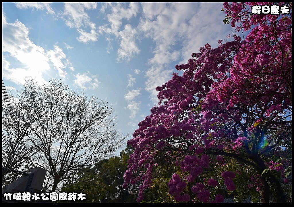 嘉義景點|竹崎親水公園風鈴木．如繡球花般的粉紅雲盛開時比櫻花更迷人/免門票 @假日農夫愛趴趴照