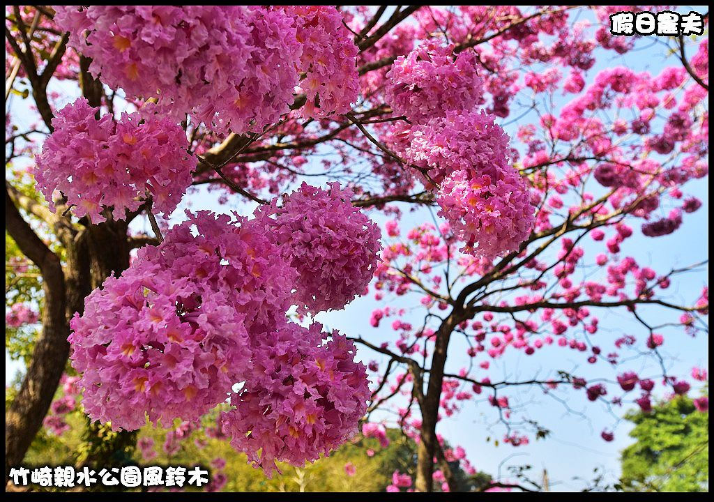 嘉義景點|竹崎親水公園風鈴木．如繡球花般的粉紅雲盛開時比櫻花更迷人/免門票 @假日農夫愛趴趴照