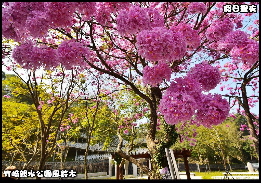 嘉義景點|竹崎親水公園風鈴木．如繡球花般的粉紅雲盛開時比櫻花更迷人/免門票 @假日農夫愛趴趴照