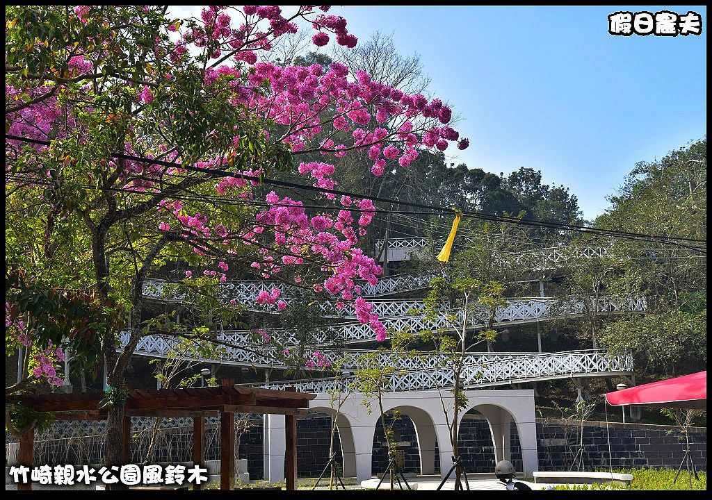 嘉義景點|竹崎親水公園風鈴木．如繡球花般的粉紅雲盛開時比櫻花更迷人/免門票 @假日農夫愛趴趴照