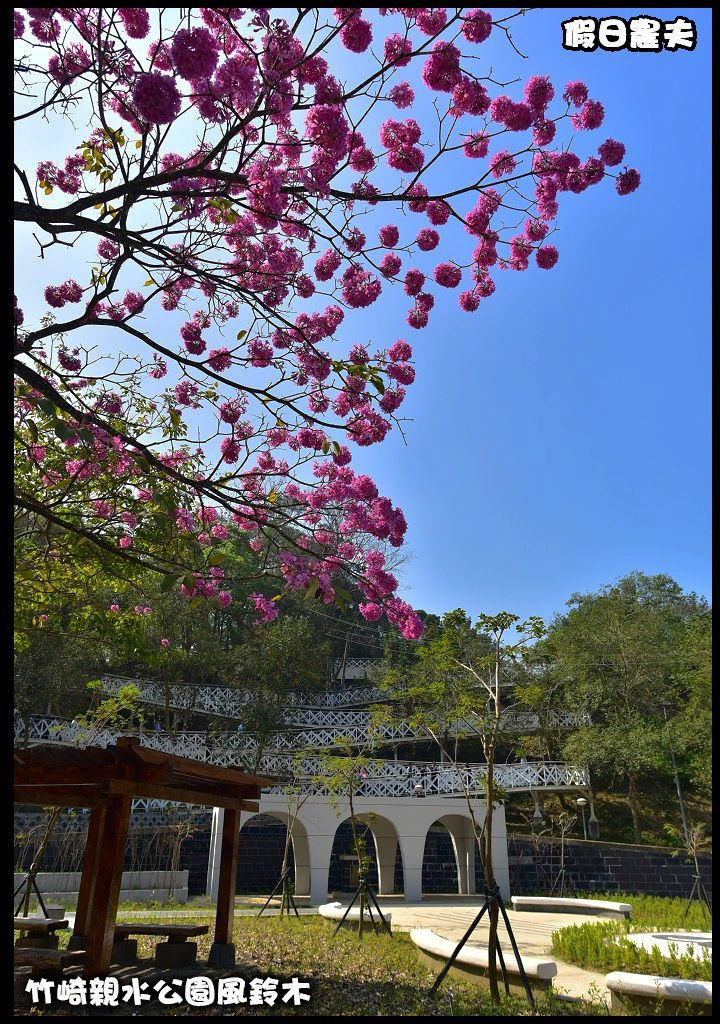 嘉義景點|竹崎親水公園風鈴木．如繡球花般的粉紅雲盛開時比櫻花更迷人/免門票 @假日農夫愛趴趴照