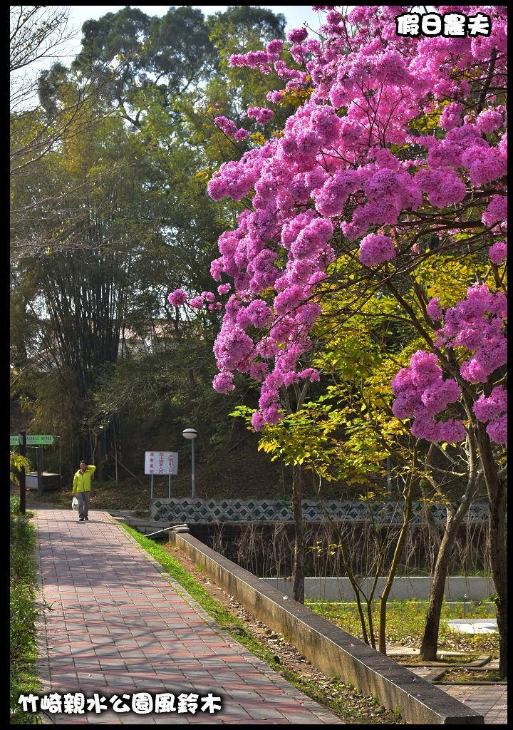 嘉義景點|竹崎親水公園風鈴木．如繡球花般的粉紅雲盛開時比櫻花更迷人/免門票 @假日農夫愛趴趴照