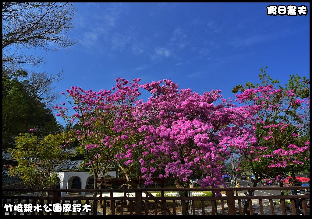 嘉義景點|竹崎親水公園風鈴木．如繡球花般的粉紅雲盛開時比櫻花更迷人/免門票 @假日農夫愛趴趴照