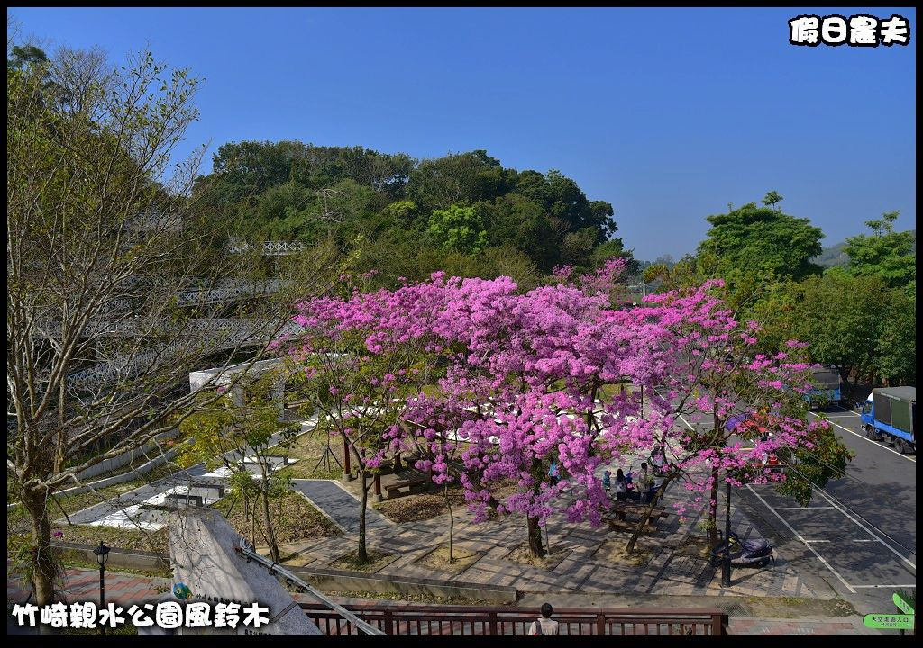 嘉義景點|竹崎親水公園風鈴木．如繡球花般的粉紅雲盛開時比櫻花更迷人/免門票 @假日農夫愛趴趴照