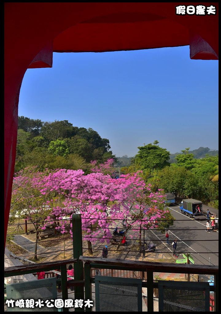 嘉義景點|竹崎親水公園風鈴木．如繡球花般的粉紅雲盛開時比櫻花更迷人/免門票 @假日農夫愛趴趴照