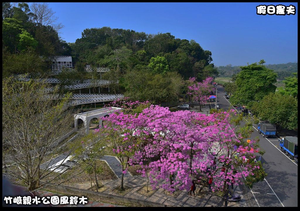 嘉義景點|竹崎親水公園風鈴木．如繡球花般的粉紅雲盛開時比櫻花更迷人/免門票 @假日農夫愛趴趴照