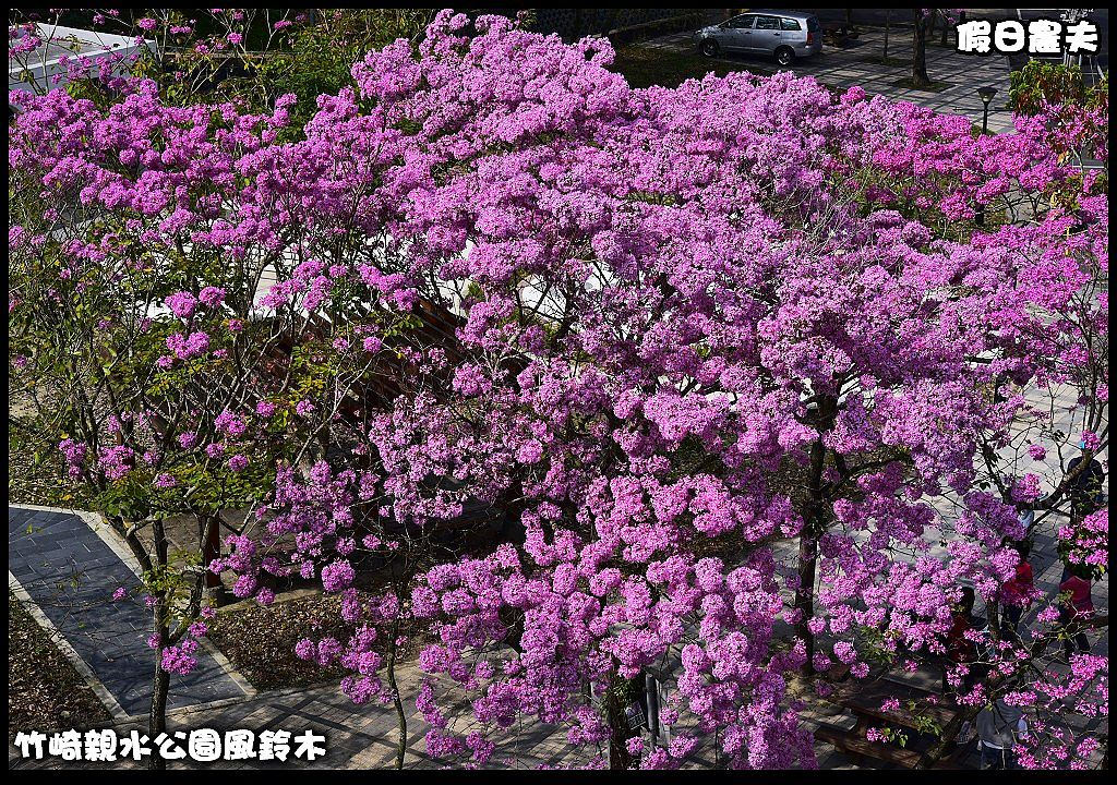 嘉義景點|竹崎親水公園風鈴木．如繡球花般的粉紅雲盛開時比櫻花更迷人/免門票 @假日農夫愛趴趴照