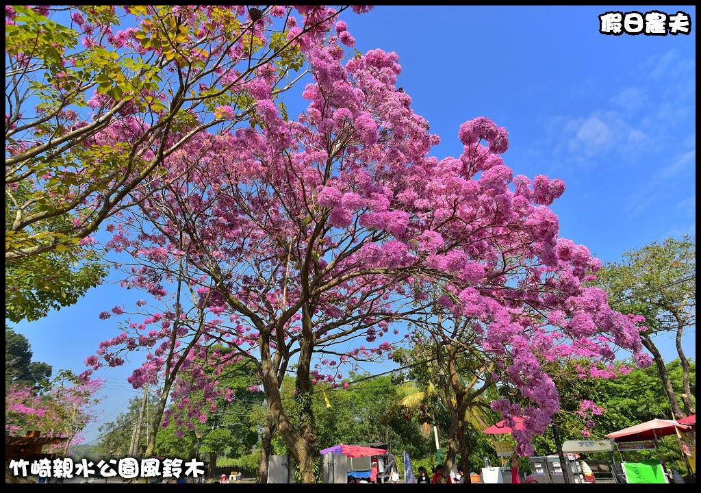 嘉義景點|竹崎親水公園風鈴木．如繡球花般的粉紅雲盛開時比櫻花更迷人/免門票 @假日農夫愛趴趴照