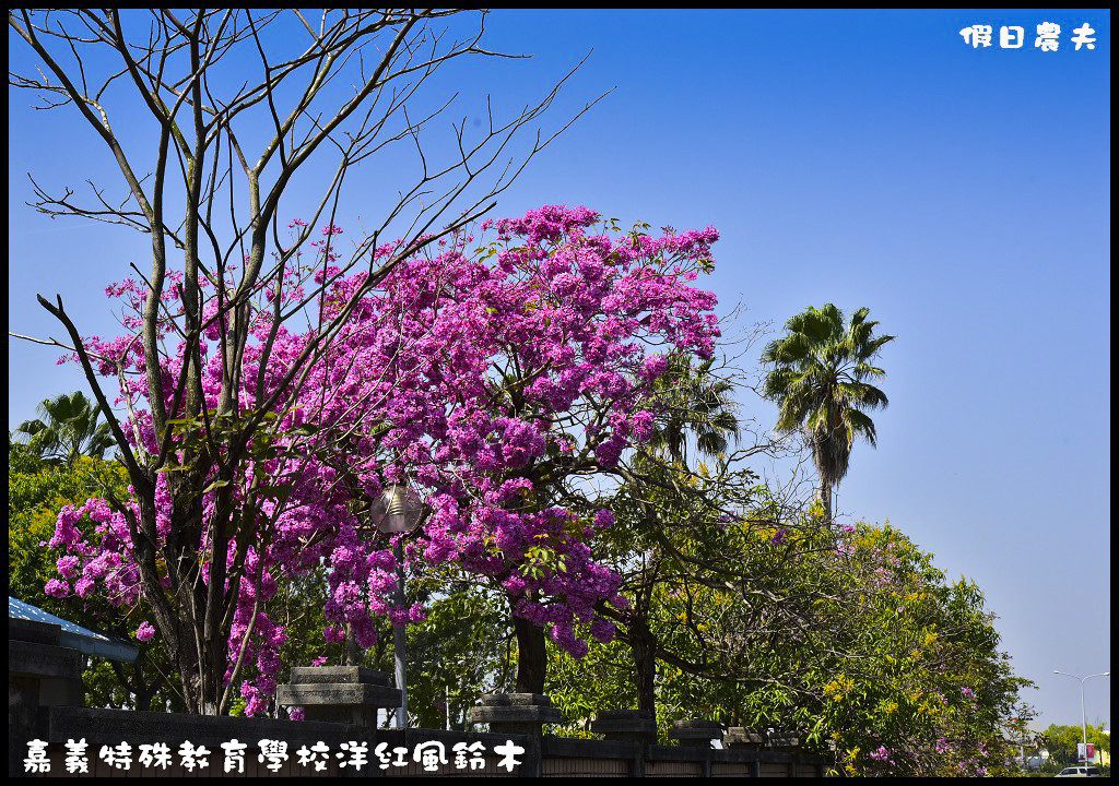 【農夫愛賞花】嘉義特殊教育學校洋紅風鈴木．市區也有盛開洋紅風鈴木/免門票/不塞車/一日遊 @假日農夫愛趴趴照