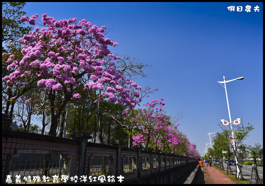 【農夫愛賞花】嘉義特殊教育學校洋紅風鈴木．市區也有盛開洋紅風鈴木/免門票/不塞車/一日遊 @假日農夫愛趴趴照