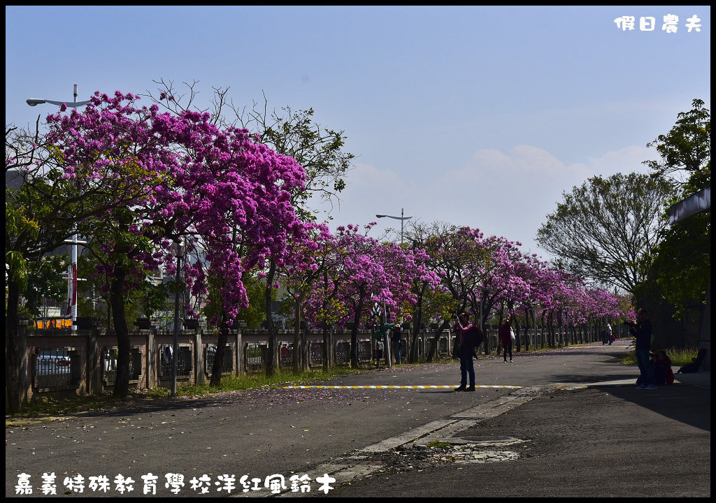 【農夫愛賞花】嘉義特殊教育學校洋紅風鈴木．市區也有盛開洋紅風鈴木/免門票/不塞車/一日遊 @假日農夫愛趴趴照