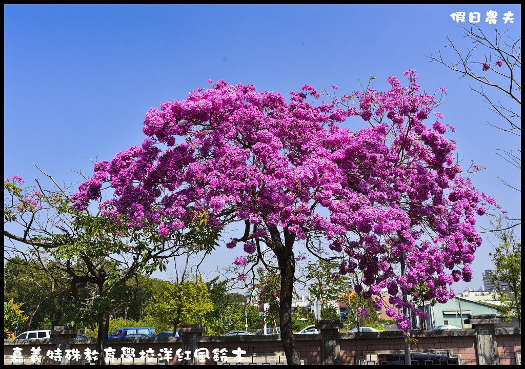 【農夫愛賞花】嘉義特殊教育學校洋紅風鈴木．市區也有盛開洋紅風鈴木/免門票/不塞車/一日遊 @假日農夫愛趴趴照