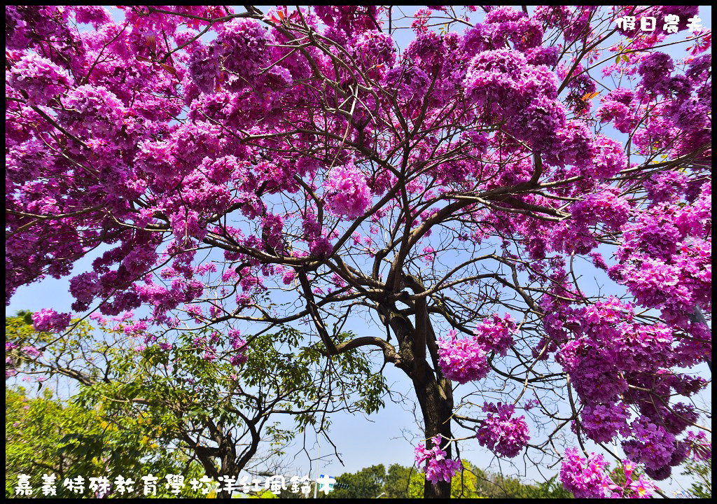 【農夫愛賞花】嘉義特殊教育學校洋紅風鈴木．市區也有盛開洋紅風鈴木/免門票/不塞車/一日遊 @假日農夫愛趴趴照