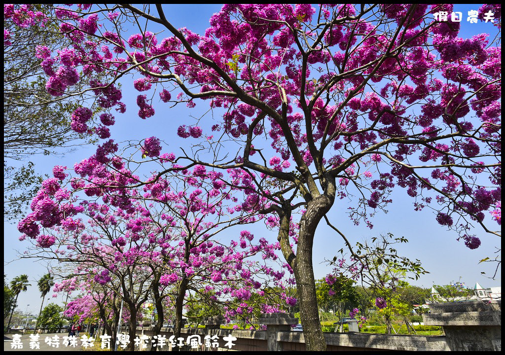 【農夫愛賞花】嘉義特殊教育學校洋紅風鈴木．市區也有盛開洋紅風鈴木/免門票/不塞車/一日遊 @假日農夫愛趴趴照