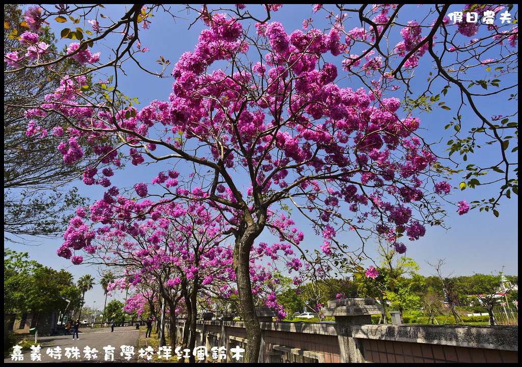 【農夫愛賞花】嘉義特殊教育學校洋紅風鈴木．市區也有盛開洋紅風鈴木/免門票/不塞車/一日遊 @假日農夫愛趴趴照