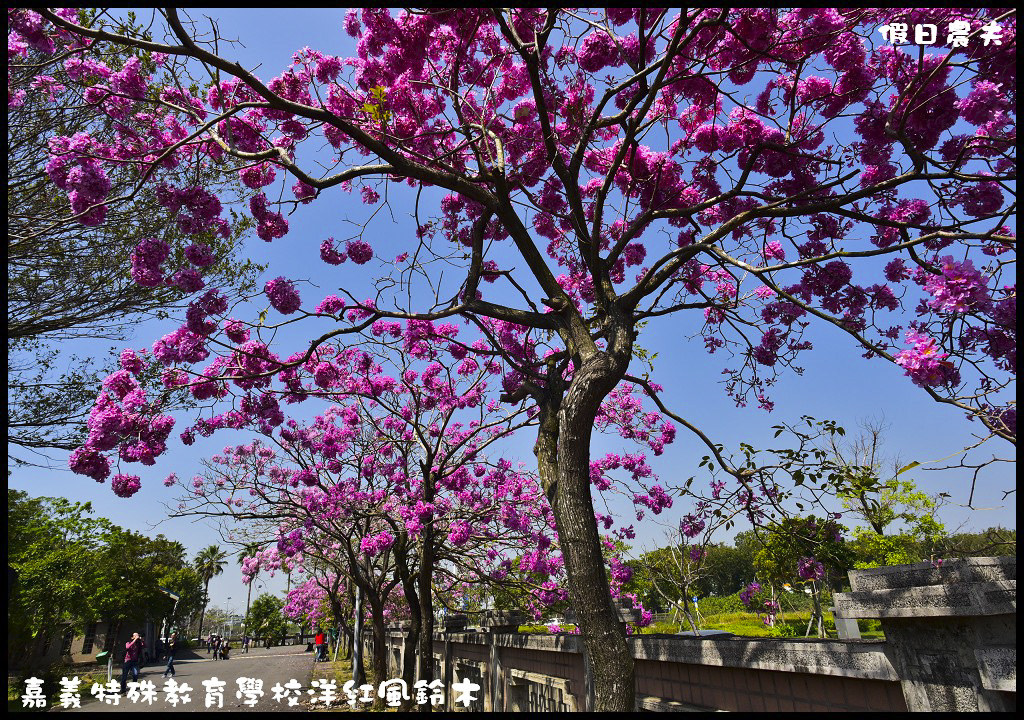 【農夫愛賞花】嘉義特殊教育學校洋紅風鈴木．市區也有盛開洋紅風鈴木/免門票/不塞車/一日遊 @假日農夫愛趴趴照