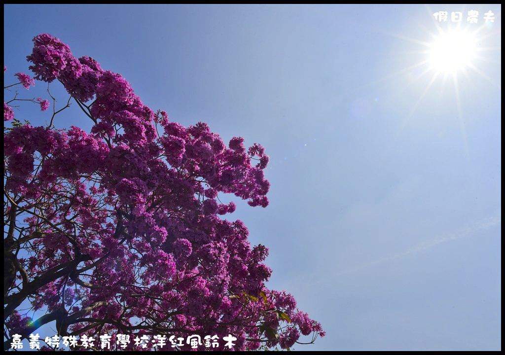 【農夫愛賞花】嘉義特殊教育學校洋紅風鈴木．市區也有盛開洋紅風鈴木/免門票/不塞車/一日遊 @假日農夫愛趴趴照