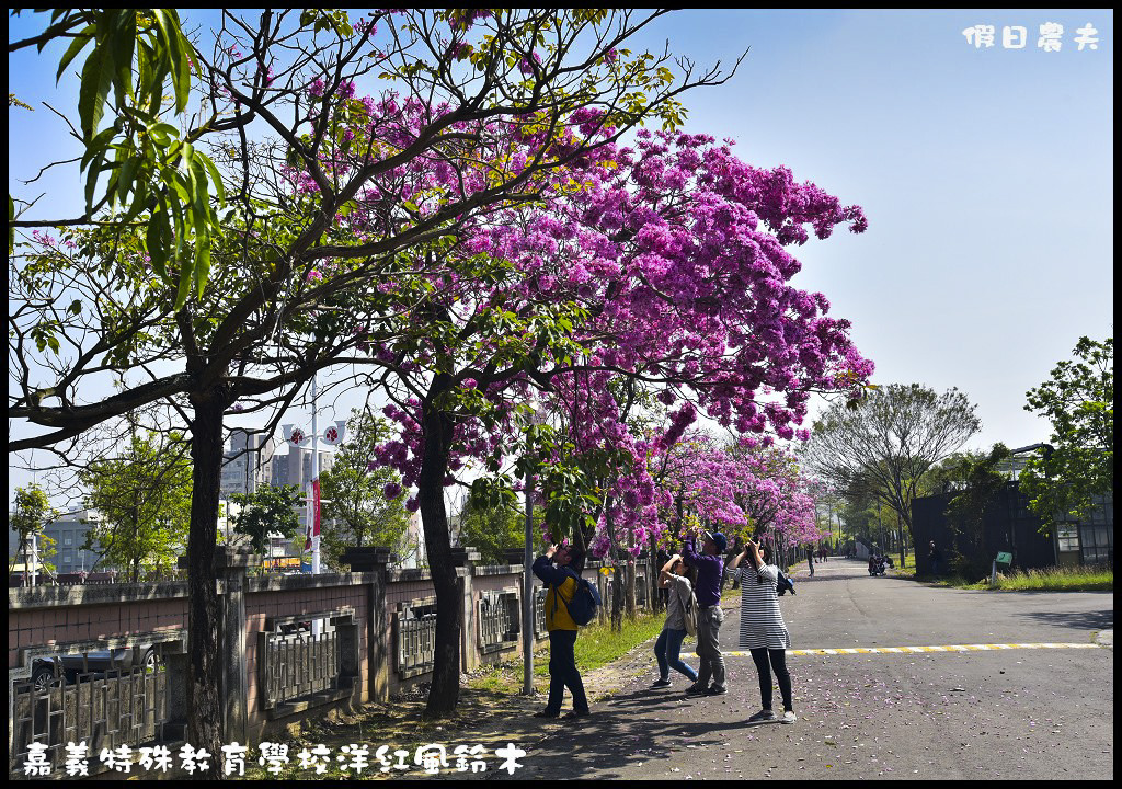 【農夫愛賞花】嘉義特殊教育學校洋紅風鈴木．市區也有盛開洋紅風鈴木/免門票/不塞車/一日遊 @假日農夫愛趴趴照