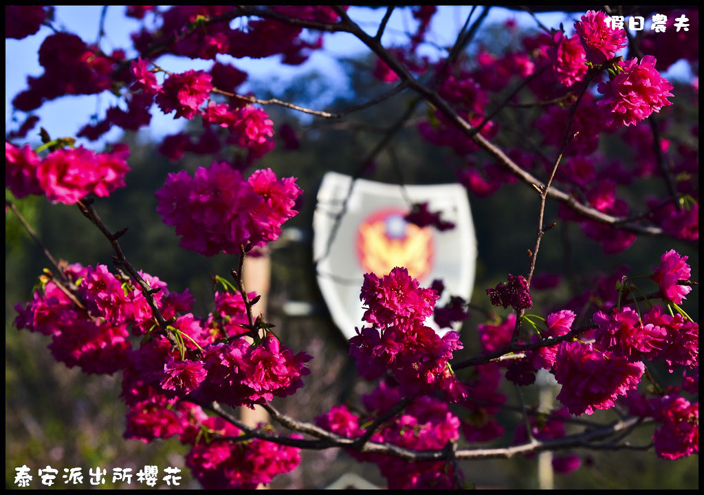 【農夫愛賞花】台中后里泰安派出所八重櫻．白天夜晚一樣浪漫的櫻花/免出國、免門票就能賞夜櫻/免費賞櫻/一日遊 @假日農夫愛趴趴照