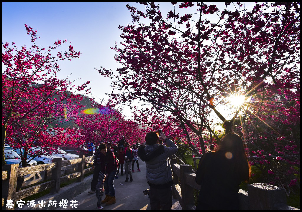 【農夫愛賞花】台中后里泰安派出所八重櫻．白天夜晚一樣浪漫的櫻花/免出國、免門票就能賞夜櫻/免費賞櫻/一日遊 @假日農夫愛趴趴照