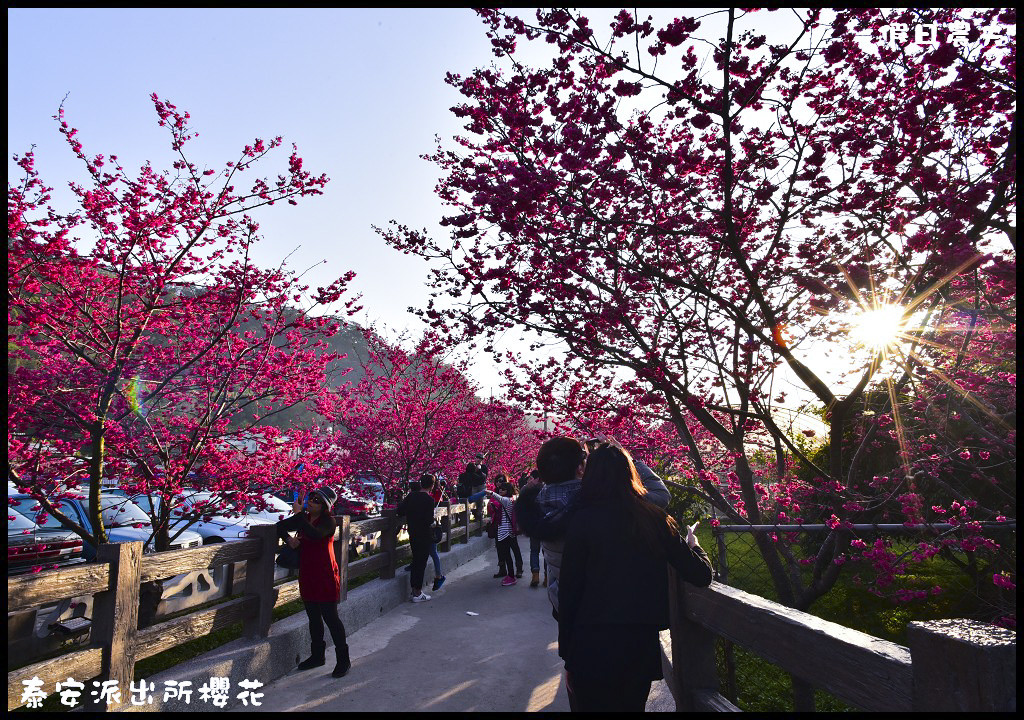 【農夫愛賞花】台中后里泰安派出所八重櫻．白天夜晚一樣浪漫的櫻花/免出國、免門票就能賞夜櫻/免費賞櫻/一日遊 @假日農夫愛趴趴照