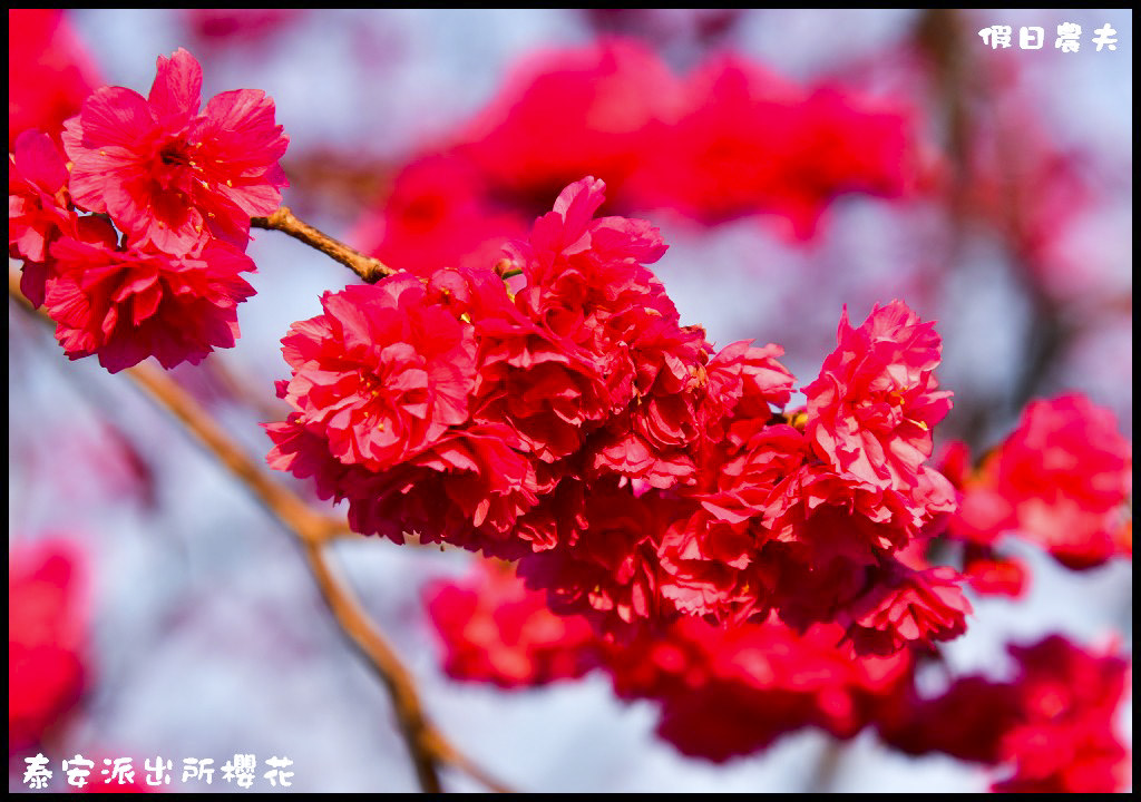 【農夫愛賞花】台中后里泰安派出所八重櫻．白天夜晚一樣浪漫的櫻花/免出國、免門票就能賞夜櫻/免費賞櫻/一日遊 @假日農夫愛趴趴照