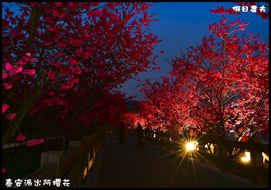 【農夫愛賞花】台中后里泰安派出所八重櫻．白天夜晚一樣浪漫的櫻花/免出國、免門票就能賞夜櫻/免費賞櫻/一日遊 @假日農夫愛趴趴照