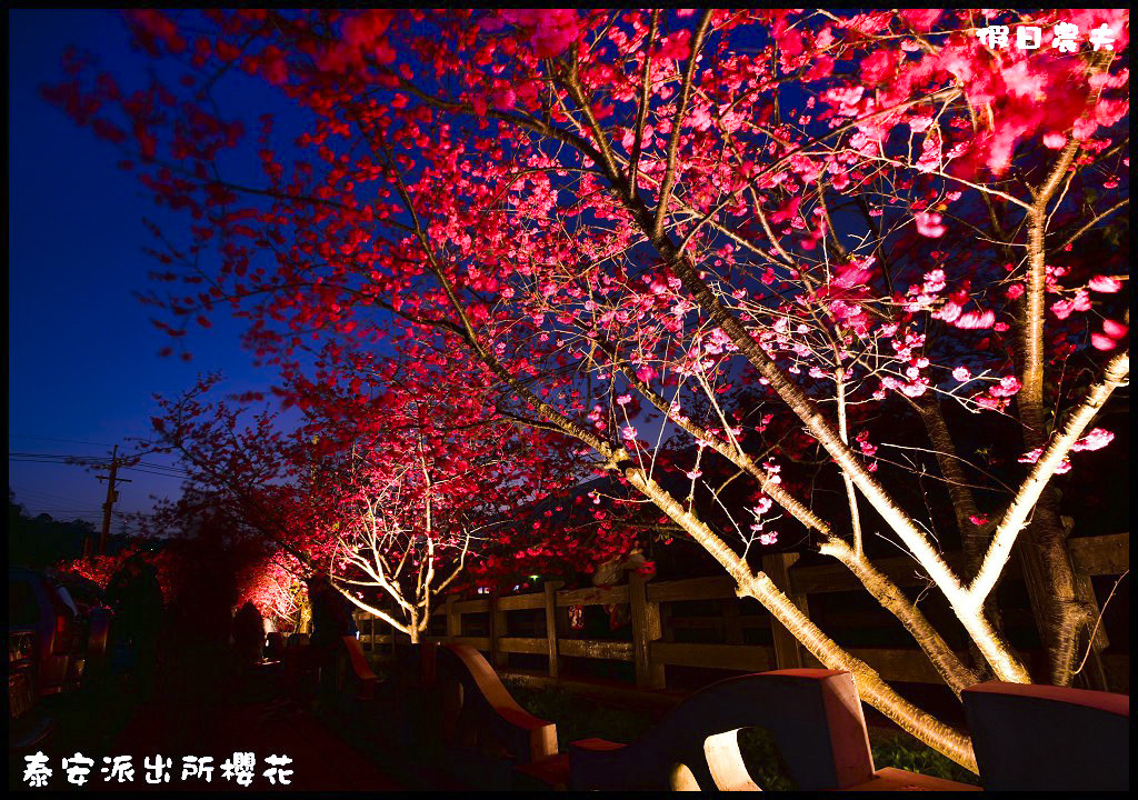 【農夫愛賞花】台中后里泰安派出所八重櫻．白天夜晚一樣浪漫的櫻花/免出國、免門票就能賞夜櫻/免費賞櫻/一日遊 @假日農夫愛趴趴照