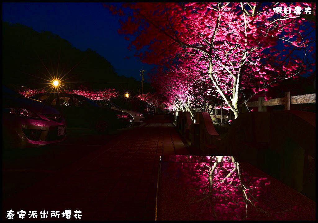 【農夫愛賞花】台中后里泰安派出所八重櫻．白天夜晚一樣浪漫的櫻花/免出國、免門票就能賞夜櫻/免費賞櫻/一日遊 @假日農夫愛趴趴照