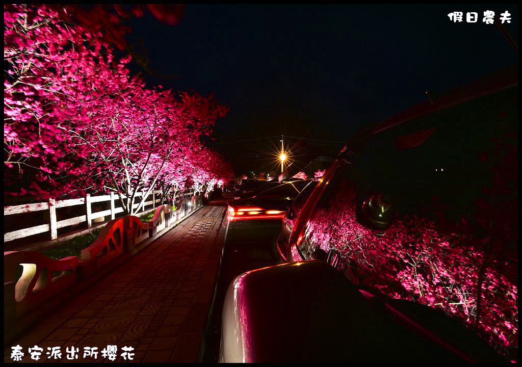 【農夫愛賞花】台中后里泰安派出所八重櫻．白天夜晚一樣浪漫的櫻花/免出國、免門票就能賞夜櫻/免費賞櫻/一日遊 @假日農夫愛趴趴照