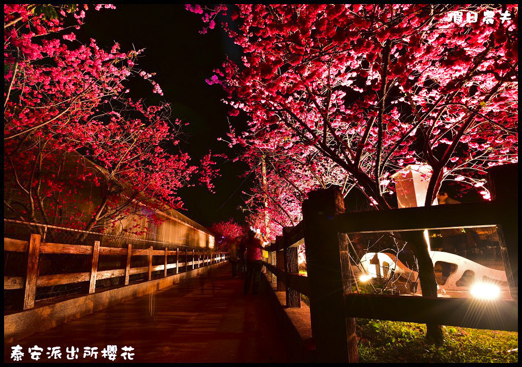 【農夫愛賞花】台中后里泰安派出所八重櫻．白天夜晚一樣浪漫的櫻花/免出國、免門票就能賞夜櫻/免費賞櫻/一日遊 @假日農夫愛趴趴照