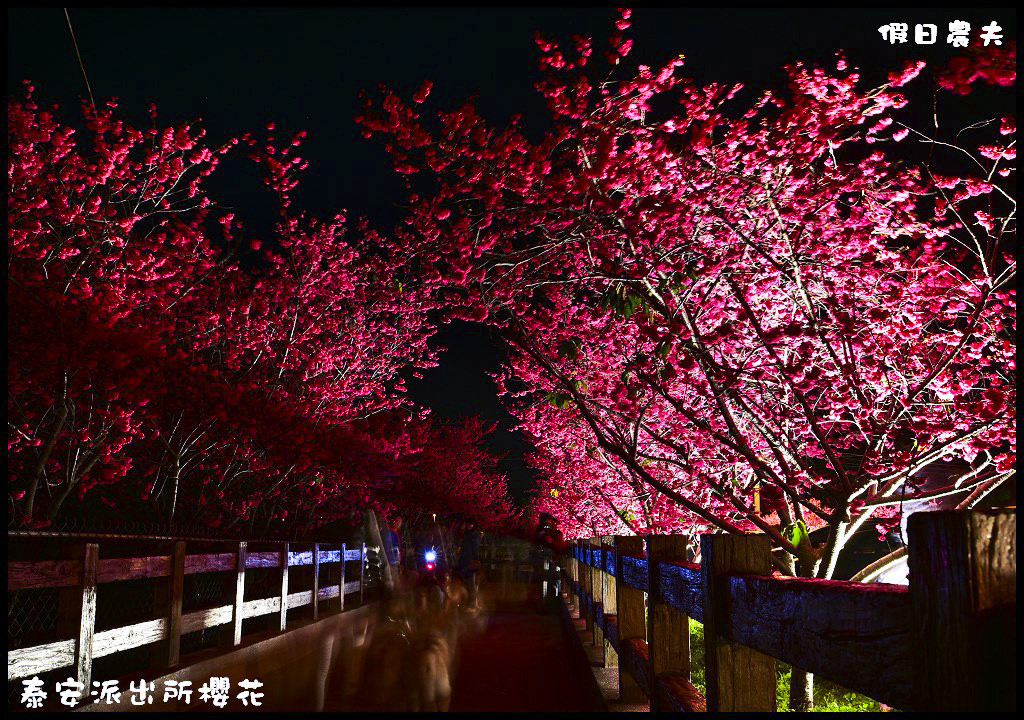 【農夫愛賞花】台中后里泰安派出所八重櫻．白天夜晚一樣浪漫的櫻花/免出國、免門票就能賞夜櫻/免費賞櫻/一日遊 @假日農夫愛趴趴照