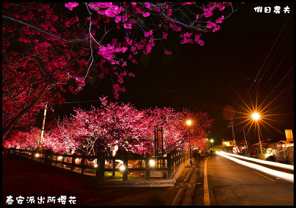 【農夫愛賞花】台中后里泰安派出所八重櫻．白天夜晚一樣浪漫的櫻花/免出國、免門票就能賞夜櫻/免費賞櫻/一日遊 @假日農夫愛趴趴照