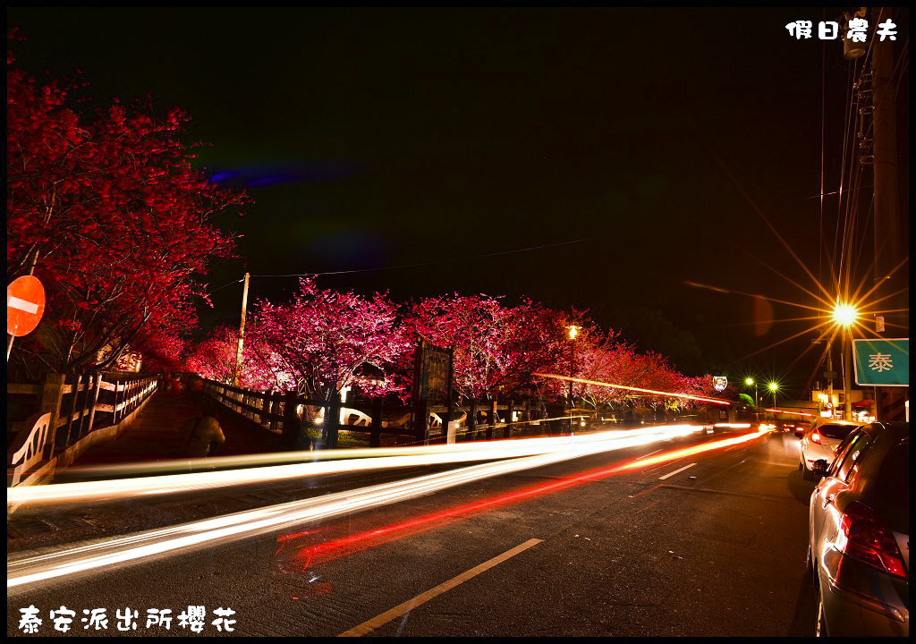 【農夫愛賞花】台中后里泰安派出所八重櫻．白天夜晚一樣浪漫的櫻花/免出國、免門票就能賞夜櫻/免費賞櫻/一日遊 @假日農夫愛趴趴照