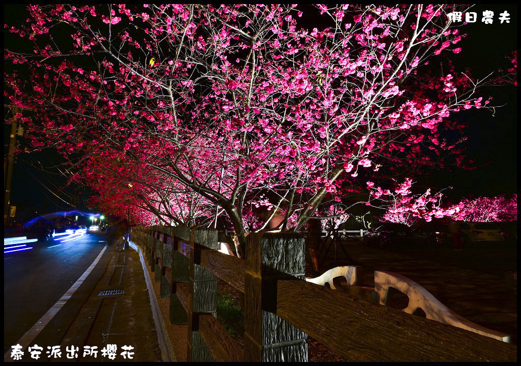 【農夫愛賞花】台中后里泰安派出所八重櫻．白天夜晚一樣浪漫的櫻花/免出國、免門票就能賞夜櫻/免費賞櫻/一日遊 @假日農夫愛趴趴照