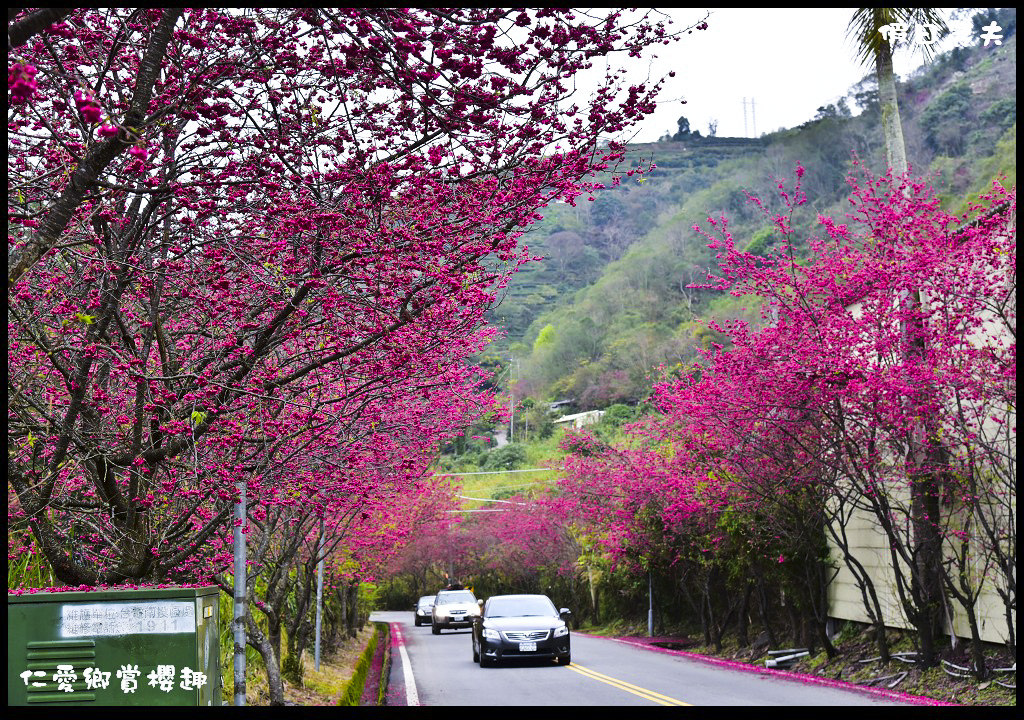 【南投旅遊】仁愛櫻木花道賞櫻趣．全台灣最美麗的道路埔霧公路/免費景點/一日遊/櫻花瀑布 @假日農夫愛趴趴照