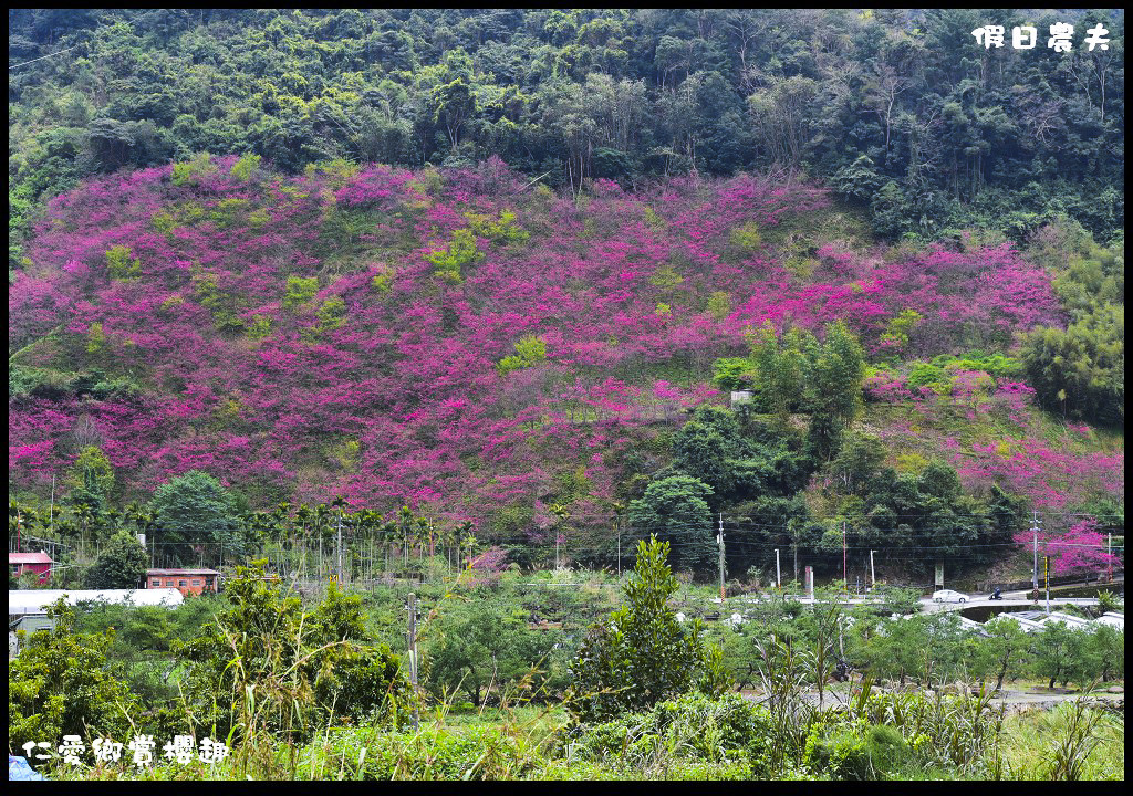 【南投旅遊】仁愛櫻木花道賞櫻趣．全台灣最美麗的道路埔霧公路/免費景點/一日遊/櫻花瀑布 @假日農夫愛趴趴照