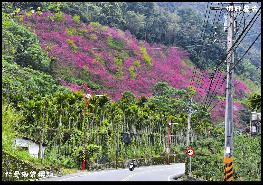 【南投旅遊】仁愛櫻木花道賞櫻趣．全台灣最美麗的道路埔霧公路/免費景點/一日遊/櫻花瀑布 @假日農夫愛趴趴照