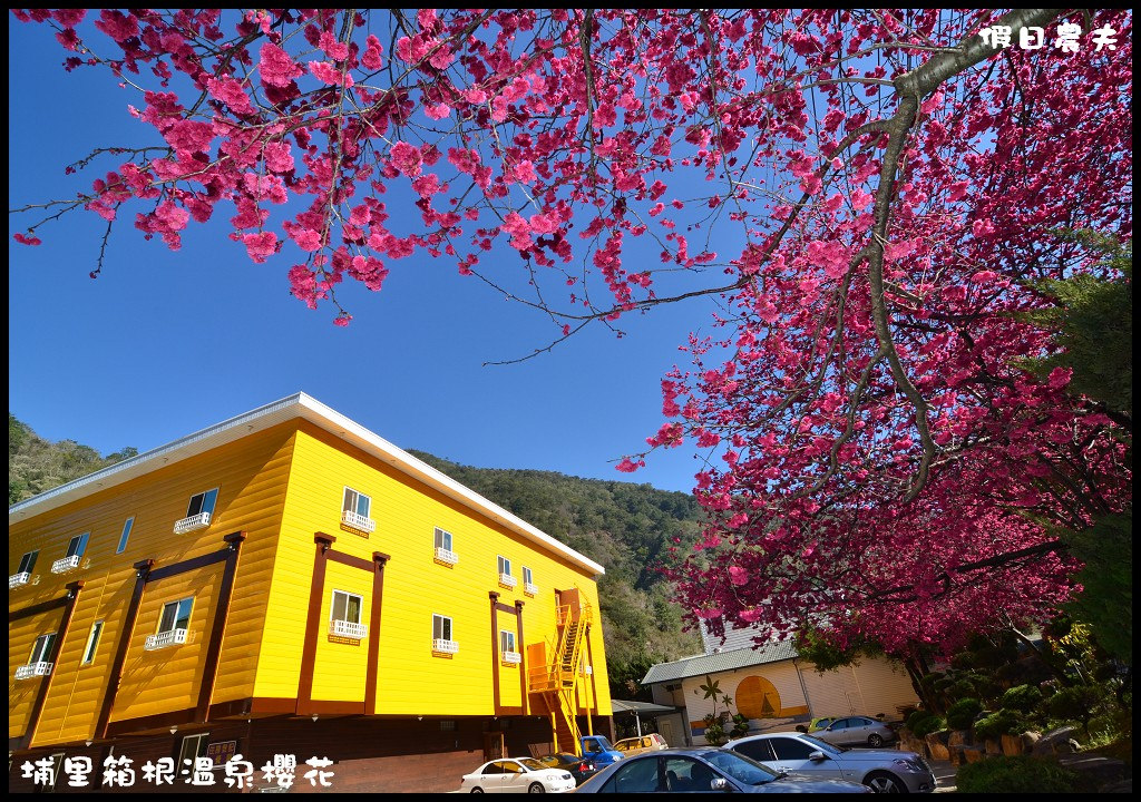 【南投旅遊】仁愛櫻木花道賞櫻趣．全台灣最美麗的道路埔霧公路/免費景點/一日遊/櫻花瀑布 @假日農夫愛趴趴照