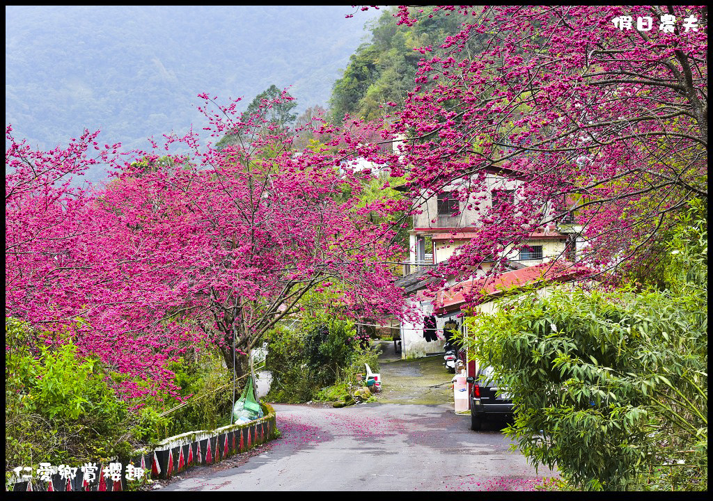 【南投旅遊】仁愛櫻木花道賞櫻趣．全台灣最美麗的道路埔霧公路/免費景點/一日遊/櫻花瀑布 @假日農夫愛趴趴照