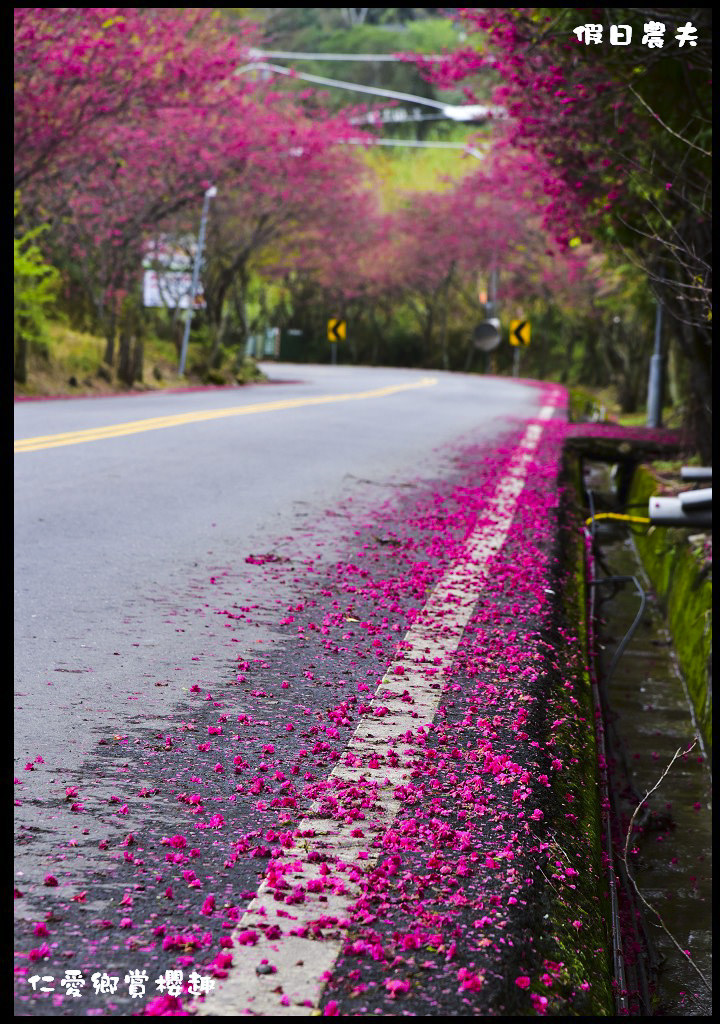 【南投旅遊】仁愛櫻木花道賞櫻趣．全台灣最美麗的道路埔霧公路/免費景點/一日遊/櫻花瀑布 @假日農夫愛趴趴照