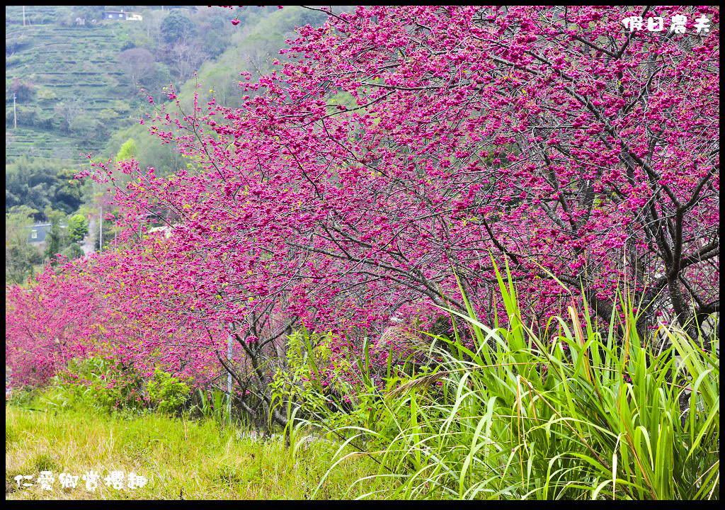 【南投旅遊】仁愛櫻木花道賞櫻趣．全台灣最美麗的道路埔霧公路/免費景點/一日遊/櫻花瀑布 @假日農夫愛趴趴照