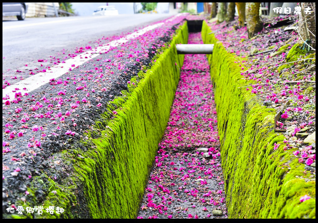 【南投旅遊】仁愛櫻木花道賞櫻趣．全台灣最美麗的道路埔霧公路/免費景點/一日遊/櫻花瀑布 @假日農夫愛趴趴照